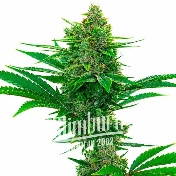 Bubblegum-1