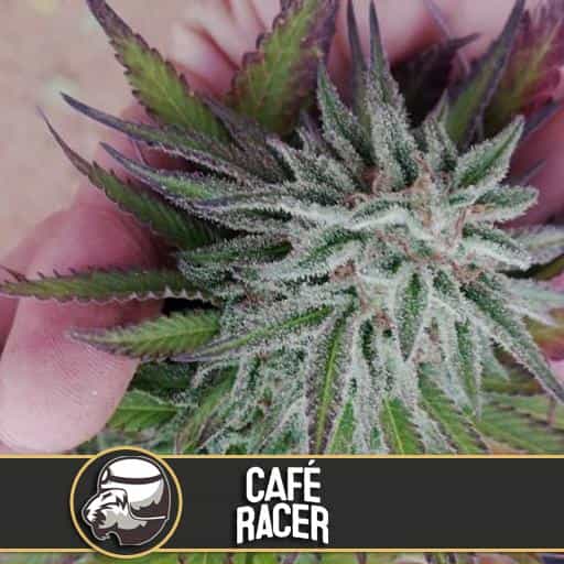 CAFERACERCANNABISSEEDS