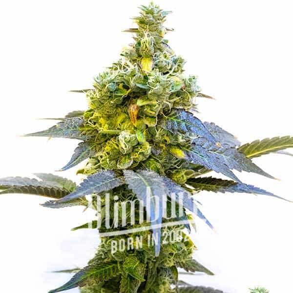 CBD-Stephen-Hawking-Kush
