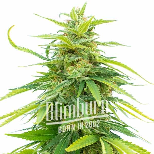 CBD-Zero