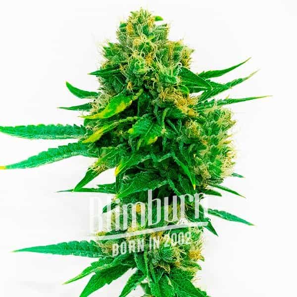 Cheese_Diesel-1