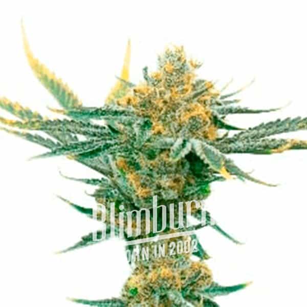 Critical_Kush-1