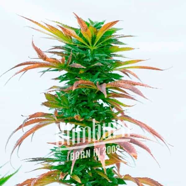 Hell_Fire_OG