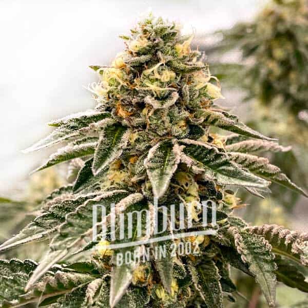 Kush-Mints