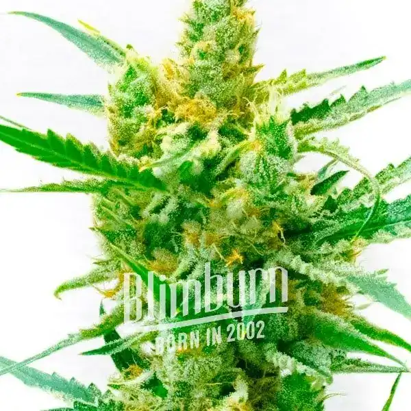 Lemon_OG