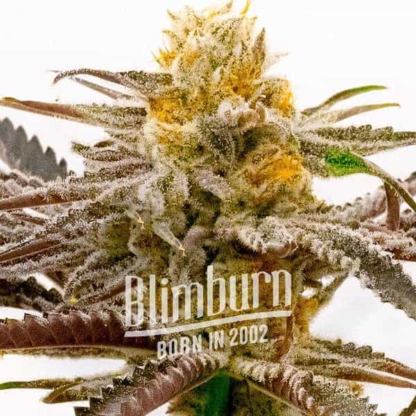 Tropicana_Cookies_Purple