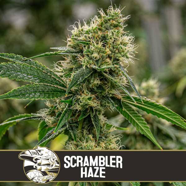scrambler-haze-blimburn