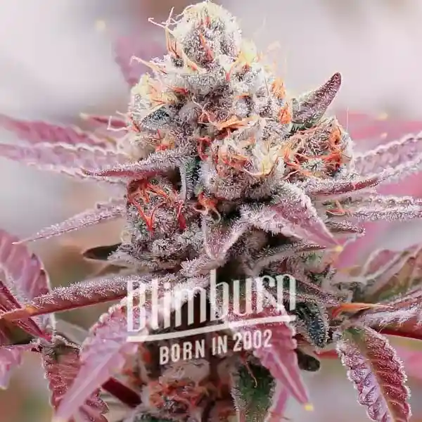 glookies-auto