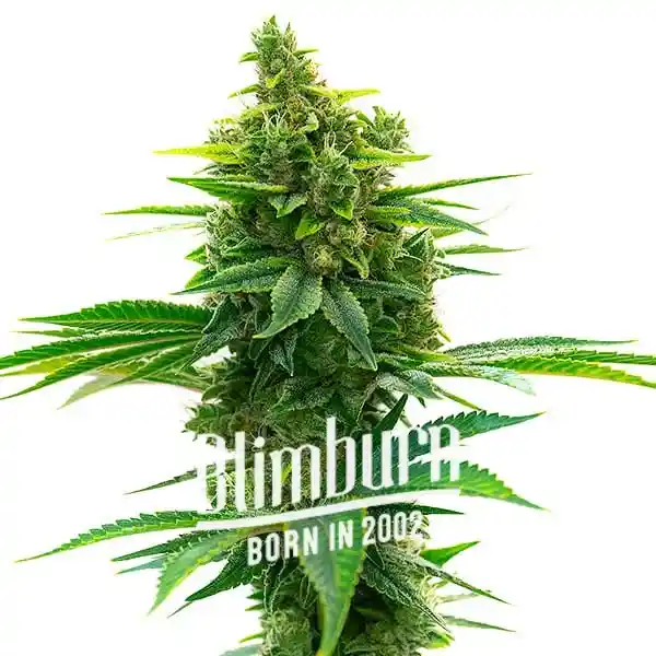 Big-Jack-Widow-Auto
