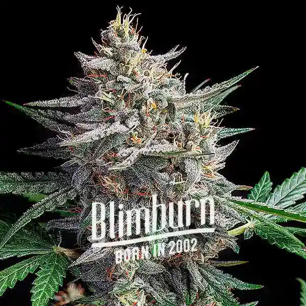 Hellfire-OG-Auto