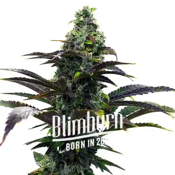 Purple-Gelato-Auto