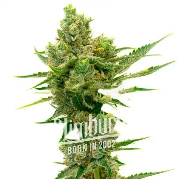 Herijuana