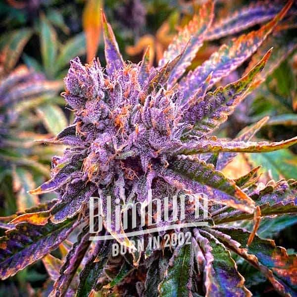 Purple Runtz